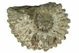 Bumpy Ammonite (Douvilleiceras) Fossil - Madagascar #247961-1
